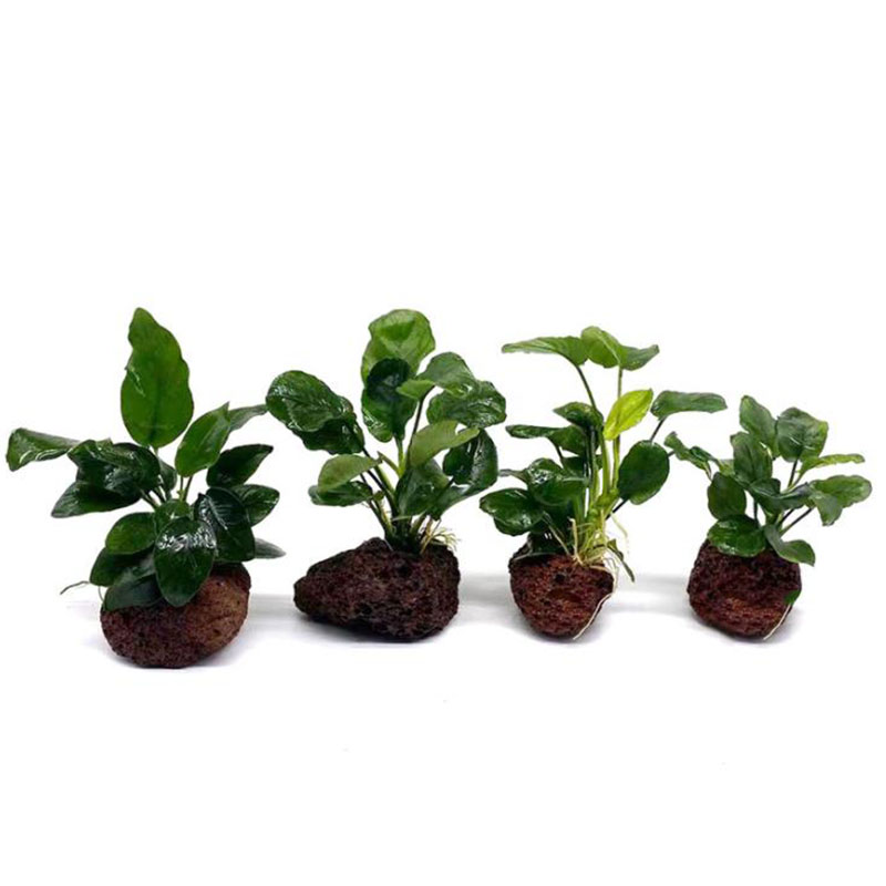 Volcanic Aquarium Decoration F - Aquarium Fish Tank Price recension och pris