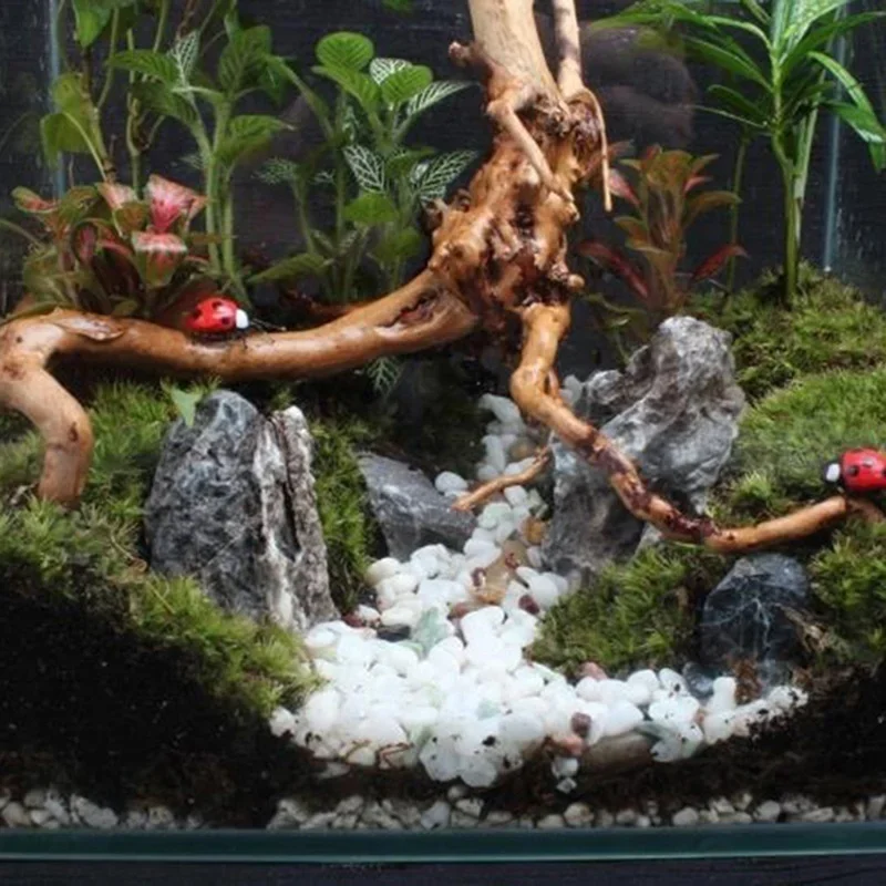 Natural Tree Trunk Driftwood A - Aquarium Fish For Sale Online recension och pris
