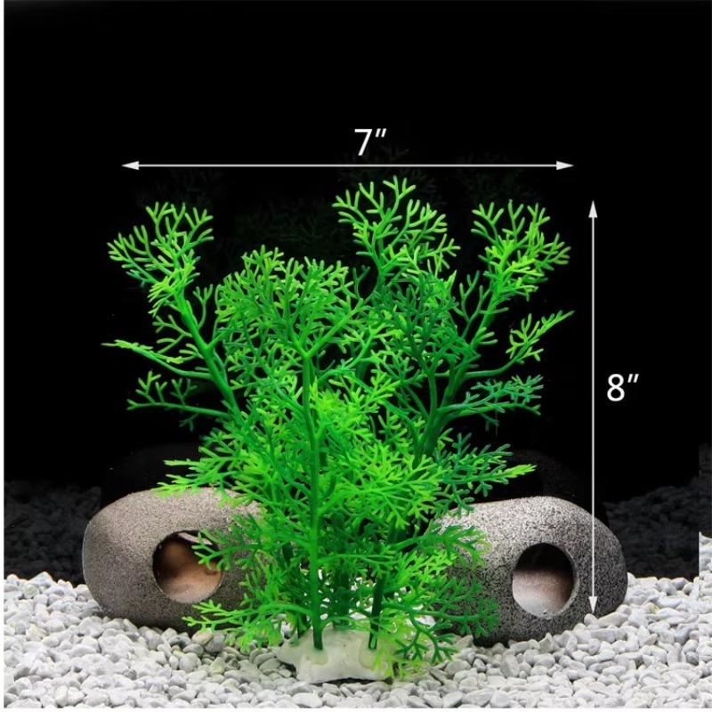 10pcs Hot Selling New Arrival  - Aquarium Fish For Sale recension och pris