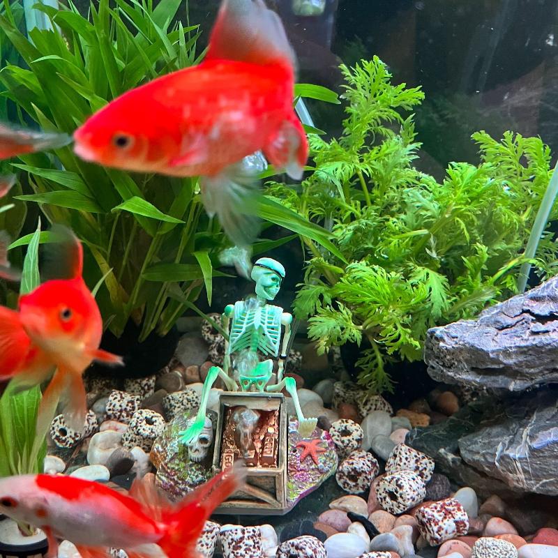 Fish Tank Aerobic Landscape Bu - Aquarium Fish For Sale Online recension och pris