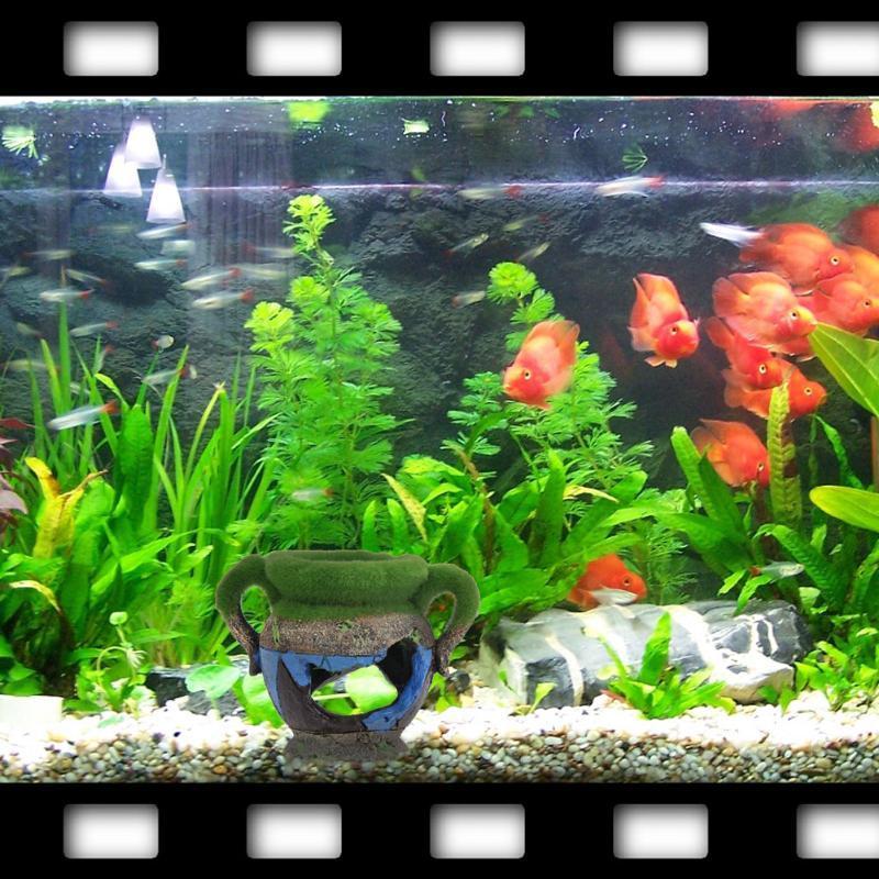 1pc Resin Vase with Moss Aquar - Aquarium Fish For Sale Online recension och pris
