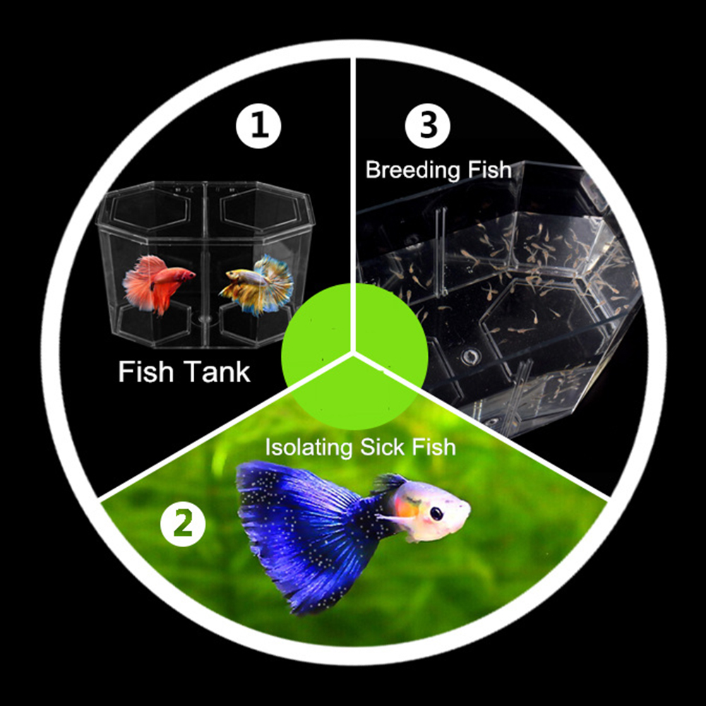Acrylic Two Splits Guppy Fish  - Aquarium Fish In Bowl recension och pris