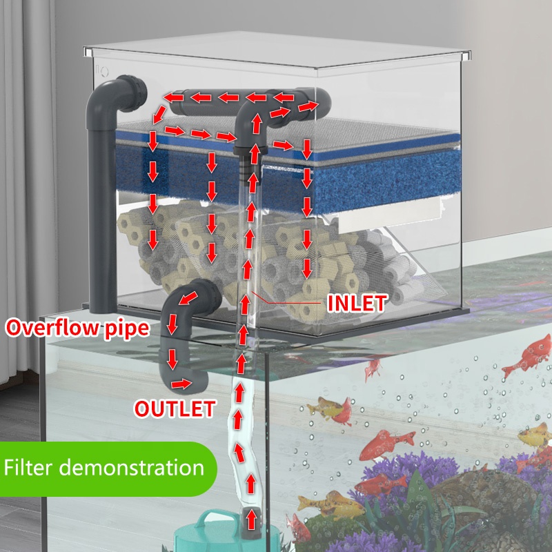 Factory Direct Sales Aquarium  - Aquarium Fish For Sale recension och pris