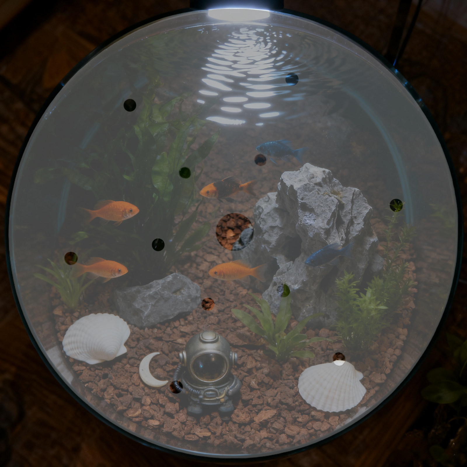 7 Inch Round Acrylic Fish Tank - Aquarium Fish In Bowl recension och pris